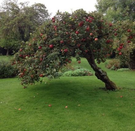 Image Nature, Apple Tree, The Grass, Nature Aesthetic, Pretty Places, Green Aesthetic, Country Life, Beautiful World, Secret Garden