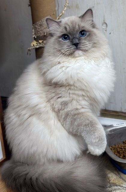 Ragdoll Cat Blue Point, Blue Mink Ragdoll, Mink Ragdoll Cat, Blue Mitted Ragdoll, Mink Ragdoll, Ragdoll Cat Aesthetic, Rag Doll Cats, Blue Point Ragdoll, Ragdoll Cat Breed