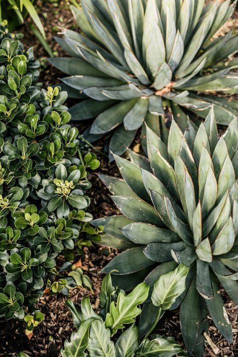 Agave Blue Glow, Green Succulents, Spring Inspo, Blue Glow, Landscaping Company, Back Garden, Front Garden, Palm Springs, Design Company