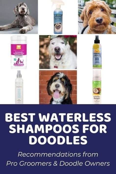 Removing Matted Dog Hair on Your Doodle: Ultimate Guide Matted Dog Hair, Labradoodle Grooming, Irish Doodle, Goldendoodle Grooming, Best Dog Shampoo, Stinky Dog, Dog Smells, Detangler Spray, Dog Bath