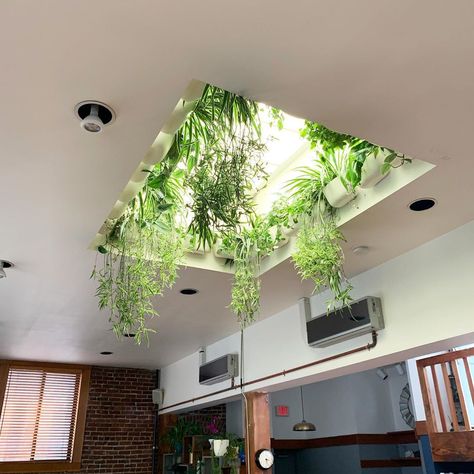 Skylight Plants, Bathroom Plants No Sunlight, Skylight Ideas, Skylight Bathroom, Bathroom Plants Decor, Skylight Design, Skylight Kitchen, Earthy Home Decor, Natural Bathroom