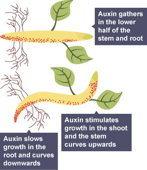 Auxin and gravitropism - How is growth controlled in plants? - OCR 21st Century - GCSE Biology (Single Science) Revision - OCR 21st Century - BBC Bitesize Plant Hormones, Gcse Science Revision, Rooting Powder, Gcse Biology, High School Subjects, Primary Games, Handwriting Tips, Science Revision, Education Success