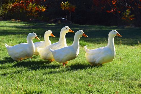 Ducks Backyard, Pekin Ducks, Male Duck, Pekin Duck, Rooster Breeds, Backyard Ducks, Chicken Flock, Duck Breeds, Duck Coop