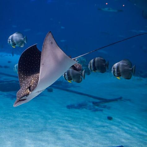 Spotted Eagle Ray, What Is Water, Weathering And Erosion, Eagle Ray, Whale Sharks, Georgia Aquarium, Aquatic Ecosystem, Manta Ray, Animal Facts