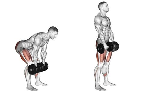 125+ Top Dumbbell Exercises Names (With Images) Dumbbell Back Workout, Romanian Deadlift, Squat Thrust, Dumbbell Shoulder, Dumbbell Exercises, Full Body Dumbbell Workout, Best Workout Routine, Killer Workouts, Visceral Fat