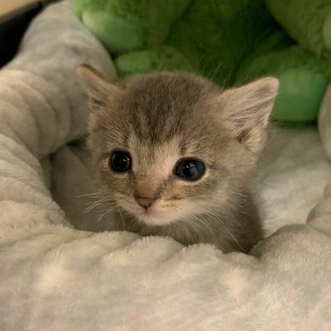 I cold Small Kitten, Foster Cat, Small Kittens, Kitten Photos, Tiny Kitten, Kitten Pictures, Small Cat, Cat Aesthetic, Silly Cats