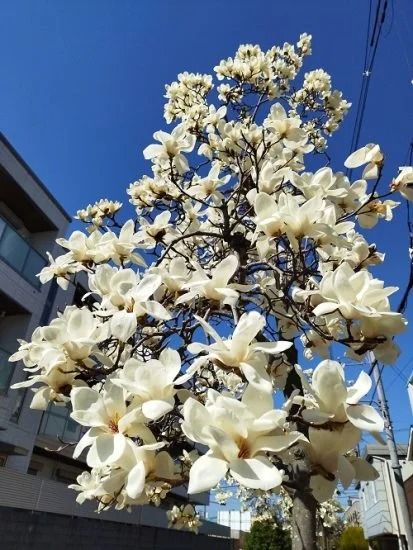 14 Beautiful Ivory Flowers | Balcony Garden Web Yulan Magnolia, Magnolia Denudata, Flowers Balcony, Zantedeschia Aethiopica, Conifers Garden, Bigleaf Hydrangea, Paeonia Lactiflora, Buttercup Flower, White Carnation