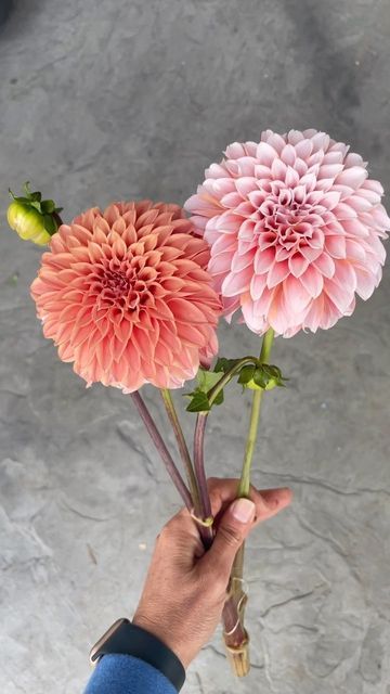 Jen | Flower Farmer & Blogger on Instagram: "Peaches N’ Cream is one of my favorite dahlias. Both of these dahlia flowers are from the same plant. As a bi-color dahlia, this one sometimes throws a reverse colored flower. Normally Peaches N’ Cream blooms like the flower on the right, with an occasional bloom like the one on the left. I just love the variations in this variety. Do you grow Peaches N Cream? If not, you need to add this one to your list for 2023! . . . #dahlias #dahliaaddict #pea Flower Garden Layouts, Dahlia Tubers, Succession Planting, Growing Dahlias, Dahlia Flowers, Flower Farmer, Cut Flower Garden, 1st Year, Peaches N Cream