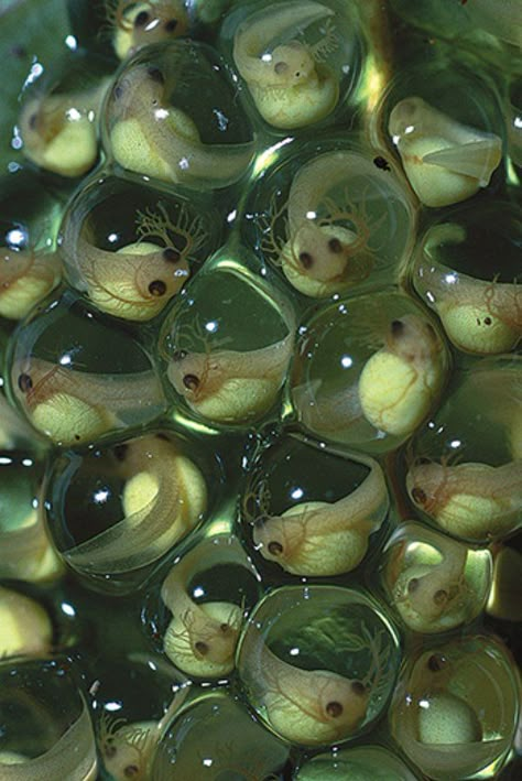 Eggs four days after being laid. (Christian Ziegler) Red Eyed Tree Frog, Tree Frogs, Reptiles And Amphibians, Green Aesthetic, The Shape, Amphibians, Marine Life, Sea Creatures, Beautiful Creatures