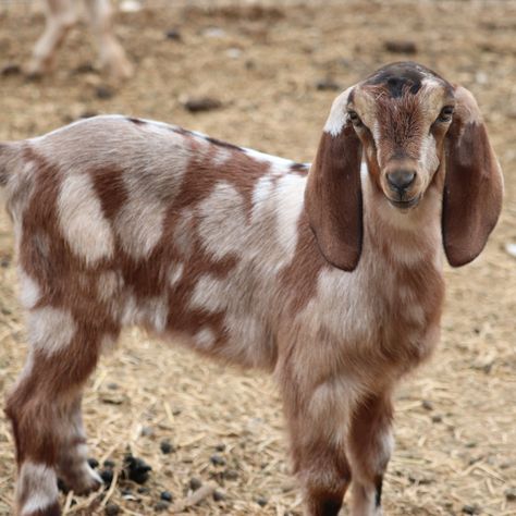 Mini Nubian Does Nubian Goats Pictures, Mini Nubian Goats, Nubian Goats, Anglo Nubian Goats, Porch Goose, Goat Picture, Maremma Sheepdog, Mini Goats, Nubian Goat