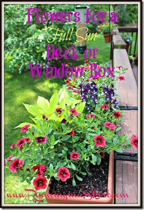 Flowers for a Full Sun Deck or Window Box | Running in a Skirt Full Sun Planters, Decking Planters, Deck Flowers, Planter Boxes Flowers, Deck Railing Planters, Gemüseanbau In Kübeln, Full Sun Flowers, Landscape Front Yard, Window Box Plants