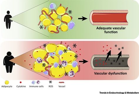 Endothelial Cells: New Players in Obesity and Related Metabolic Disorders | Trends in Endocrinology and Metabolism (TEM) Endothelial Cells, Metabolic Disorders, Density