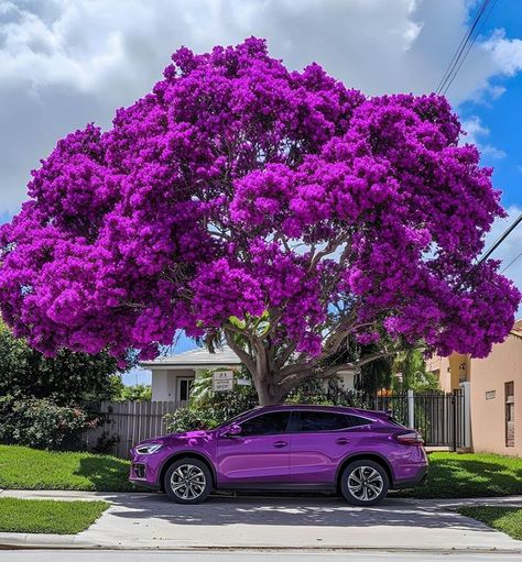 Tree Lover, Purple Reign, Tree Seeds, Vibrant Purple, Purple Color, Flower Garden, Trees, Purple, Plants