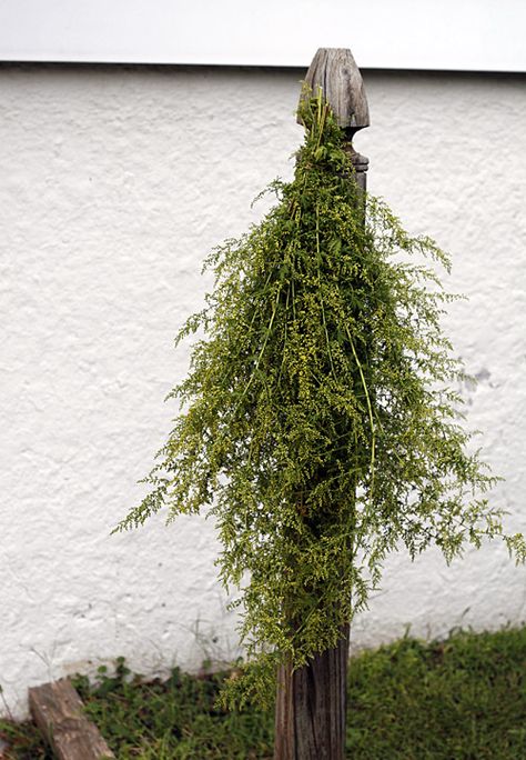 Sweet Annie Uses, Dry Wreath, Apothecary Garden, Black Swallowtail Butterfly, Primitive Autumn, Artemisia Annua, Black Swallowtail, Rustic Ideas, Sweet Annie