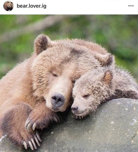 Mother's Day Message, Brown Bears, Bear Animal, Bear Photos, Bear Bear, Interesting Animals, Bear Pictures, Bear Hug, Bear Art