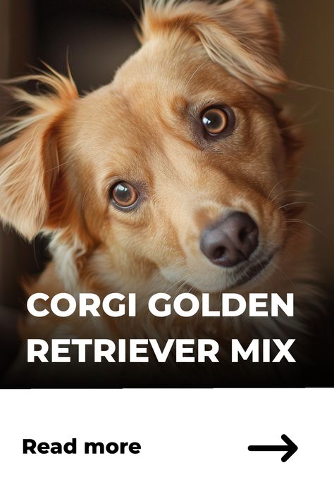 Corgi Golden Retriever mixes, or Golden Corgis, are an increasingly popular designer dog breed. These friendly and intelligent pups are the result of combining two of the most popular breeds in the… Corgi Golden Retriever Mix, Corgi Chihuahua Mix, Corgi Husky Mix, Corgi Golden Retriever, English Cream Golden Retriever, Cream Golden Retriever, Designer Dogs Breeds, Australian Cattle Dog Mix, Corgi Dachshund