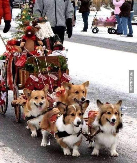 Corgi Christmas, Cute Corgi, Airedale Terrier, Sweet Dogs, Corgi Dog, Welsh Corgi, Christmas Animals, Shiba Inu, Christmas Dog