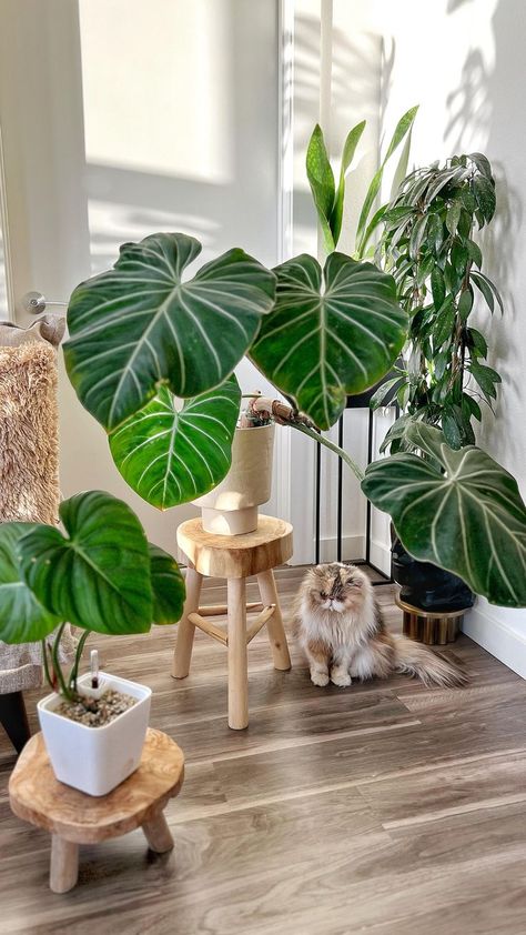 Philodendron Gloriosum - Indoor Plant, Cat, Pet, Animal, crazy plant lady, gardening, plant garden, Green paradise, peaceful vibe Philodendron Gloriosum, Philodendron Plant, Green Magic, Garden Waterfall, Foliage Wreath, Welcome To The Jungle, House Plant Care, House Plants Indoor, Plant Lady