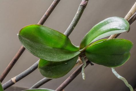 Propagate Orchids, Orchid Propagation, Ground Orchids, Repotting Orchids, Indoor Orchids, Orchid Plant Care, Sansevieria Trifasciata, Types Of Orchids, Orchid Plant