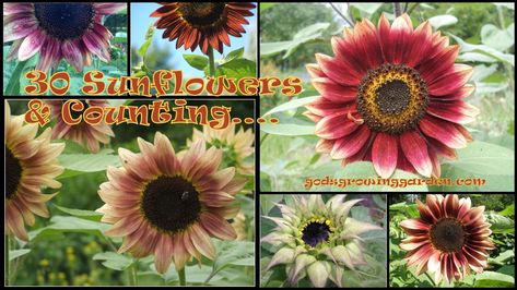 Sunflower Varieties, Mammoth Sunflower, Types Of Sunflowers, Cut Garden, Garden To Table, Mexican Sunflower, Garden 2023, Growing Garden, Sunflower Colors