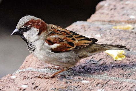 Sparrow Sparrow Bird Photography, Sparrow Pictures, Wild Birds Unlimited, List Of Birds, House Sparrow, Sparrow Bird, Common Birds, Bird Watcher, Blossoms Art