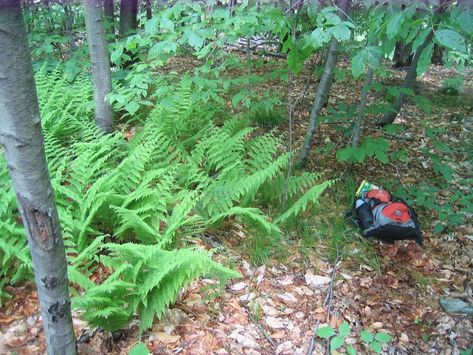 Growing Hay, Fern Care, Ferns Care, Woodland Garden, Garden Landscape Design, Shade Plants, Landscaping Plants, Growing Food, Outdoor Landscaping