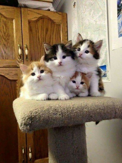 Sweet Group Of Kittens, Söt Katt, Kittens And Puppies, Baby Kittens, Cute Cats And Kittens, Cute Animal Pictures, Cute Kittens, Cat Tree, Beautiful Cat