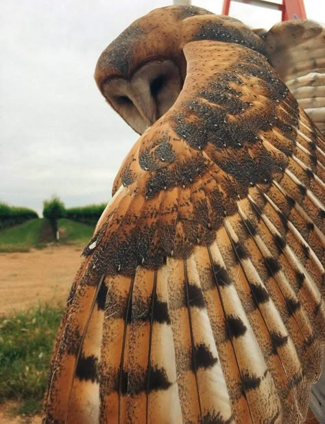 Owl Wings, Barn Owls, Owl Pictures, Beautiful Owl, Animal Reference, Owl Tattoo, Pretty Animals, Animal References, Barn Owl