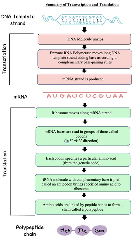 Translation Biology, Dna Transcription And Translation, Mcat Study Tips, Cell Biology Notes, Life Science Classroom, Biochemistry Notes, Learn Biology, Transcription And Translation, Study Biology