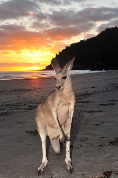 Cape Hillsborough, on the beachfront and surrounded by national park is a haven for wildlife. Bridgett and Emma Lou the resident Kangaroos call this home. At sunrise they share the beach with the Agile Wallabies. At night the local Brushtail Possums come down and visit us at our beach hut. Abundant wildlife and nature walks make this a nature lover’s paradise. Kangaroo Aesthetic, Cape Hillsborough, Kangaroo Jack, Eastern Grey Kangaroo, Cute Australian Animals, Kangaroo Baby, Red Kangaroo, Tattoo Animal, Animal Aesthetic