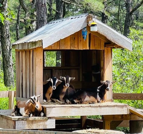 Goat Houses Shelters, Goat Stable, Small Barn Ideas, Chicken Playground, Goat Pen Ideas, Goat Shelters, Goat Housing, Goat Playground, Dog Kennel Outside