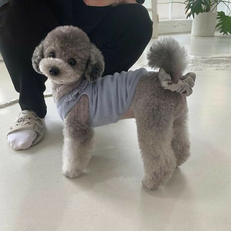 Toy Poodle Haircut Teddy Bears, Toy Poodle Puppy Cut, Zero Taeyeon, Poodle Teddy Bear Cut, Jessica Dime, Poodle Puppy Cut, Toy Poodle Haircut, Teddy Bear Poodle, Toy Poodle Puppy