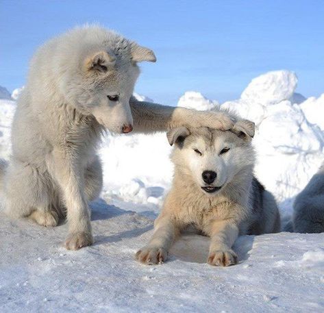 Wolves Acting Like Silly Overgrown Doggos - I Can Has Cheezburger? Dog Quotes Funny, Wolf Dog, Silly Animals, Cute Animal Photos, Cute Animal Pictures, Funny Love, Dog Quotes, Siberian Husky, Beautiful Dogs