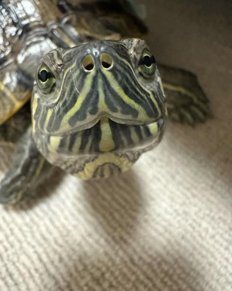 Pet Tortoise Aesthetic, Pet Turtle Aesthetic, Turtle Pfp, Turtle Aesthetic, Turtles Pet, Turtle Pet, Spotted Turtle, Sea Turtle Pictures, Turtle Care