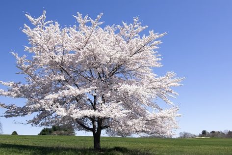 Service Berry tree otherwise known as the Downy Service Berry, Sarvis Tree, and Juneberry, the Service-Berry Tree is a lovely specimen with four-season appeal. You can expect good results with this plant in moist, well-drained soil that is free of clay. This tree also prefers slightly acidic soil and grows at a medium pace. Service Berry Tree, Service Berry, Trees Photography, Drought Tolerant Garden, Tree Nursery, How To Attract Birds, Tree Photography, Garden Photography, Plant Nursery