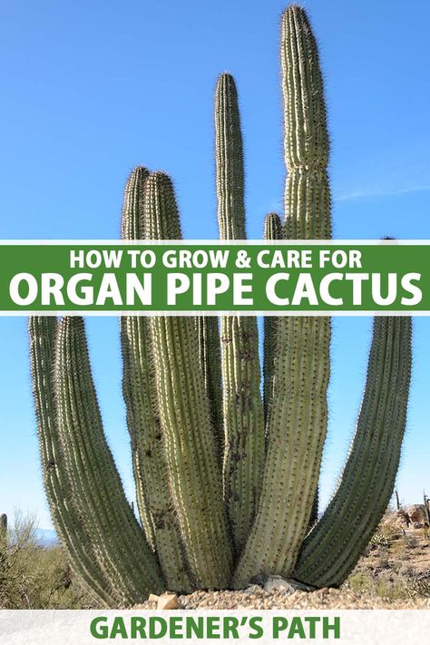 Organ pipe cactus can grow to be truly enormous. Strikingly architectural, it’s beautiful in all seasons, producing huge white flowers in spring and sweet fruits in summer. Given low-nutrient soil, minimal water, and lots of sunlight, you can grow this native, long-lived cactus too. #organpipecactus #gardenerspath Organ Pipe Cactus, Vegetable Benefits, Cactus Care, Landscape Plants, Cactus Pot, Garden Of Eden, Landscaping Plants, How To Grow, In Summer