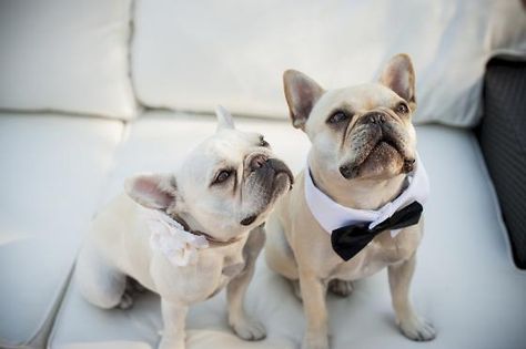 Frenchie Wedding, Bulldog Francese, Wedding Pets, White Dog, Dog Wedding, Tuxedos, Ring Bearer, Mans Best Friend, Bow Ties