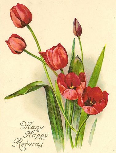 tulips | The tulip buds out front haven't opened as yet. i'v… | Flickr Bild Gold, Tulips Images, Tulip Drawing, Spring Drawing, Tulip Painting, Tulips Art, Victorian Flowers, 수채화 그림, Red Tulips