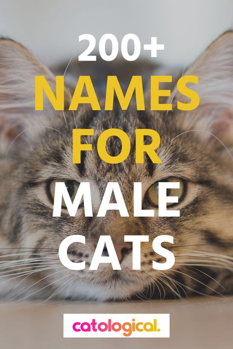 For all of you male cat owners out there – we’ve created a list of the top 200+ names for male kitties. It features common and overused names, cute puns, funny names with no puns in them, witty names for colorful kitties and even some great examples inspired by popular culture. You'll also find a section for fully customized names for boy cats! Male Cat Names Unique List, Male Cat Names Unique, Cat Names Boy, Kitten Names Boy, Kitten Names Unique, Names For Male Cats, Pun Names, Cat Symbolism, Boy Cat Names