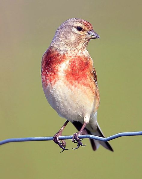 Visit our new-look Galleries to view and search images of thousands of bird species, and join our worldwide community of bird photographers Linnet Bird, Uk Birds, World Birds, Crazy Bird, Finches, Bird Pictures, Exotic Birds, Tropical Birds, National Trust