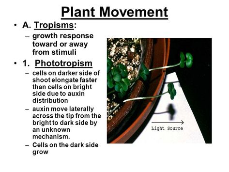 Phototropism In Plants, Morphology Of Flowering Plants, Plant Morphology, Reproduction In Plants Notes, Transport In Plants Biology Notes, Plant Notes, Plant Science, Dark Side, Biology