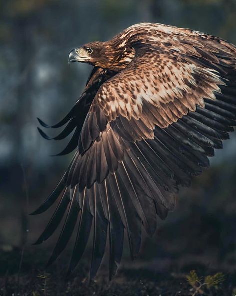 Powerful golden eagle (Aquila chrysaetos) in flight. (Konsta Punkka) Eagle Wallpaper, Powerful Images, Golden Eagle, In Flight, Nature Wallpaper, Wallpaper Aesthetic, Flight, Birds, Nature