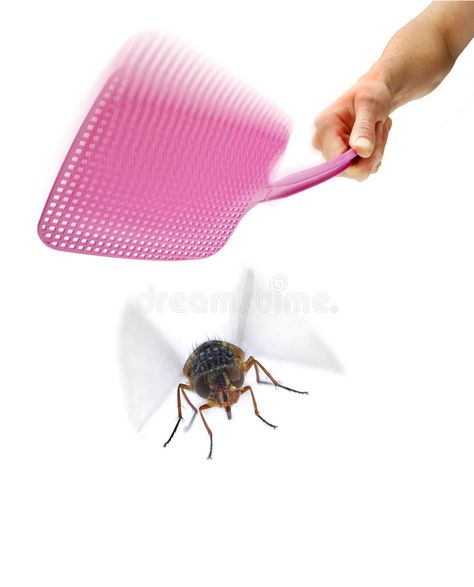 Flyswatter Fly Swat Insect Pest Swatter. House fly being swatted by a fly swat , #ad, #Insect, #Pest, #Swat, #Flyswatter, #Fly #ad House Fly, Fly Swatter, Insect Pest, Stock Images Free, Insects, Photo Image, Stock Photos