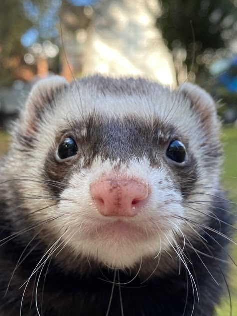 Old pic i took of my ferret Ferret Reference, Ferret Photography, Oc Aesthetic, Inspo Pics, Drawing Inspo, Reference Images, Photo Reference, Cute Little Animals, Professional Photo