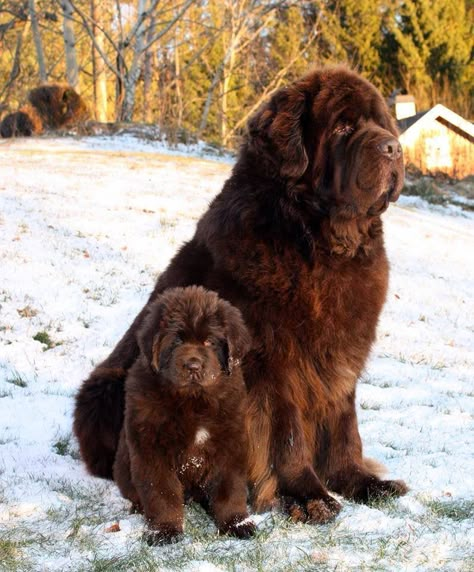 Brown Newfoundland Dog, Brown Newfoundland, Newfie Dog, Newfoundland Puppies, Newfoundland Dogs, Huge Dogs, Super Cute Puppies, Terra Nova