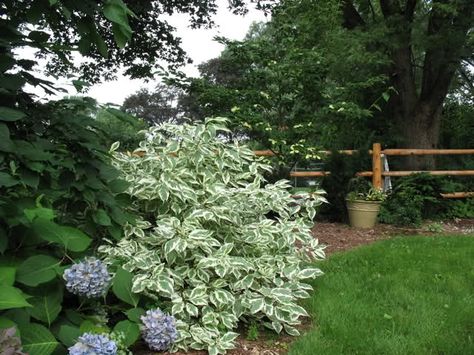 cornus alba bailhalo - "ivory halo" red twigs in winter Ivory Halo Dogwood, Cornus Alba, Companion Plants, Companion Planting, My Garden, Garden Ideas, Halo, Landscaping, Sun