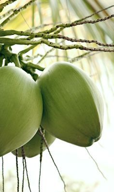 la vida es bella... Coconut Health Benefits, Exotic Fruit, Tropical Fruits, Coconut Tree, Paradise Island, Clean Eating Diet, Tropical Islands, Tropical Paradise, Fruits And Veggies