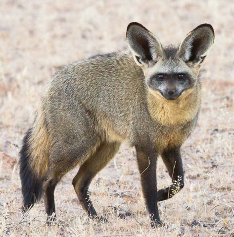 Bat-Eared Fox Canine Reference, Fox Species, Bat Eared Fox, Fox Bat, River Canyon, Animal Study, Wild Dogs, African Animals, Weird Animals