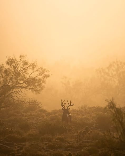 Fantasy Hunter Aesthetic, Fall Hunting Aesthetic, Hunter Aesthetic Male, Hunting Asthetic Picture, Hunting Asethic, Deer Hunting Aesthetic, Ghost Hunting Aesthetic, Hunter Core, Hunt Aesthetic