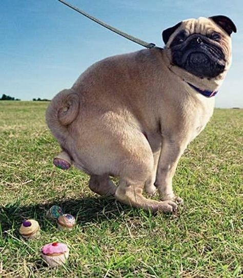 50 Unexplainable Photos Of Dogs Pet Halloween Costumes, A Pug, Pugs Funny, Funny Dog Pictures, Dogs Pooping, Cute Pugs, Pug Love, Crazy Dog, Dog Memes